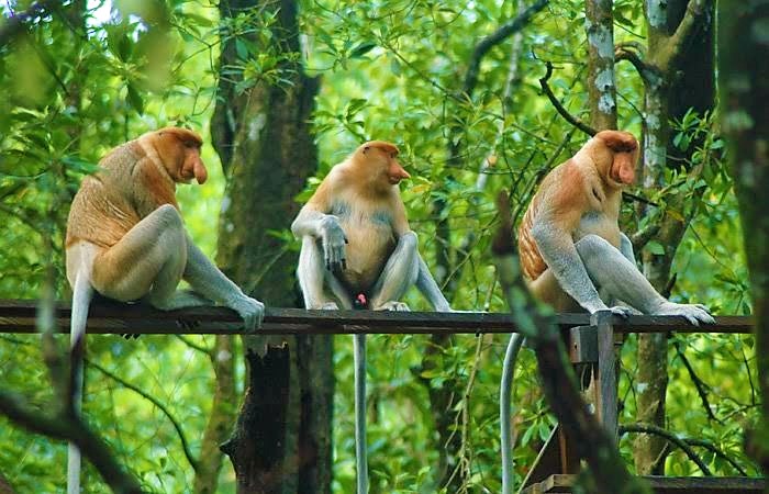 Tarakan Mangrove Forest