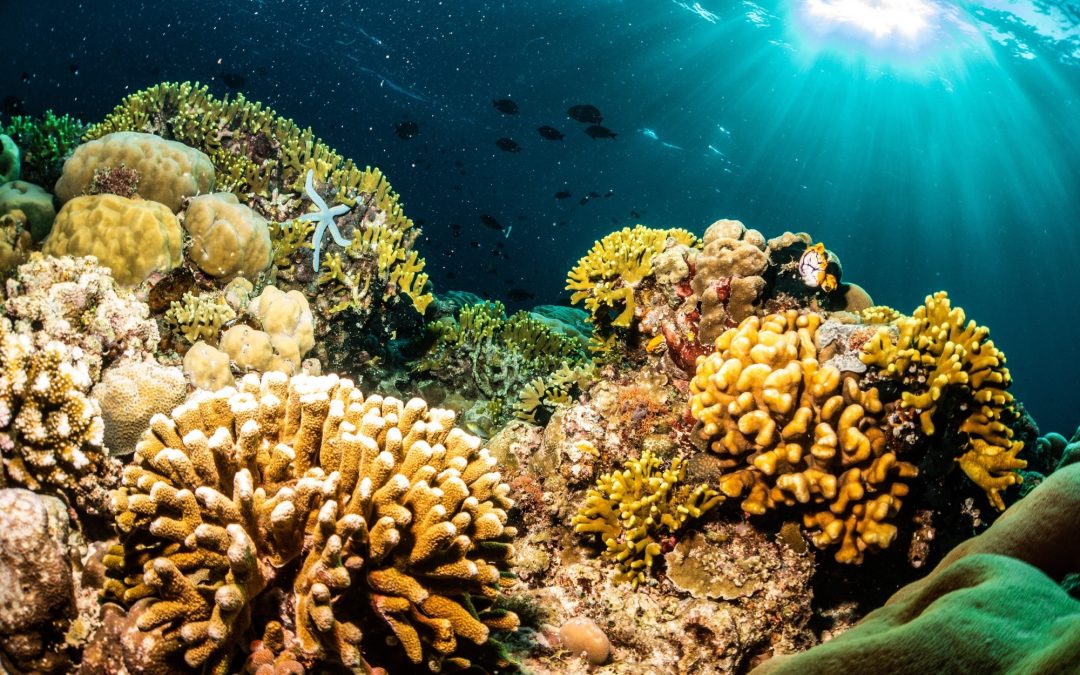 Taman Nasional Bunaken – Segitiga Karang Dunia