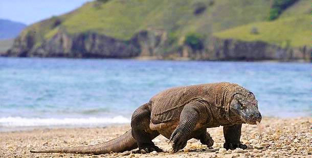 Komodo National Park